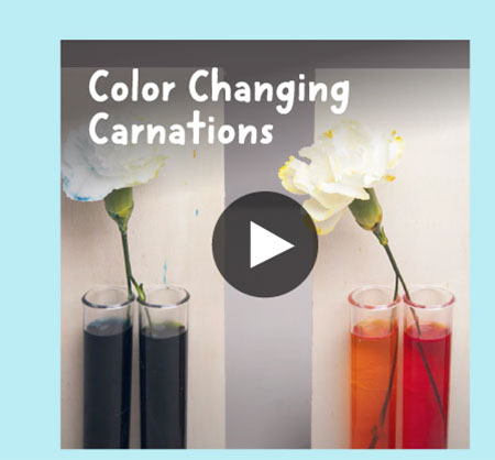 Color Changing Carnations