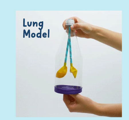 Lung Model