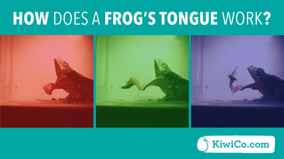 How Does A Frog's Tongue Work?