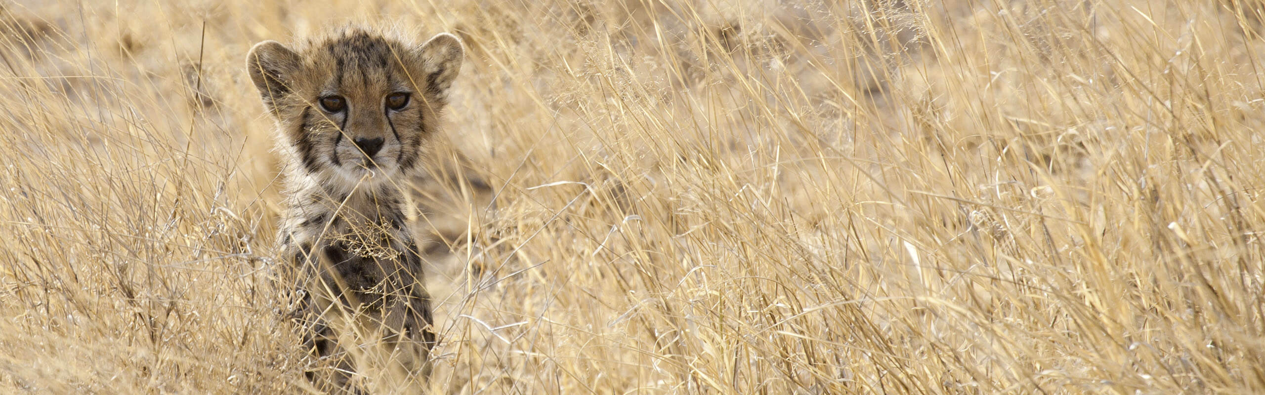 Atlas Crate Kenya Crate