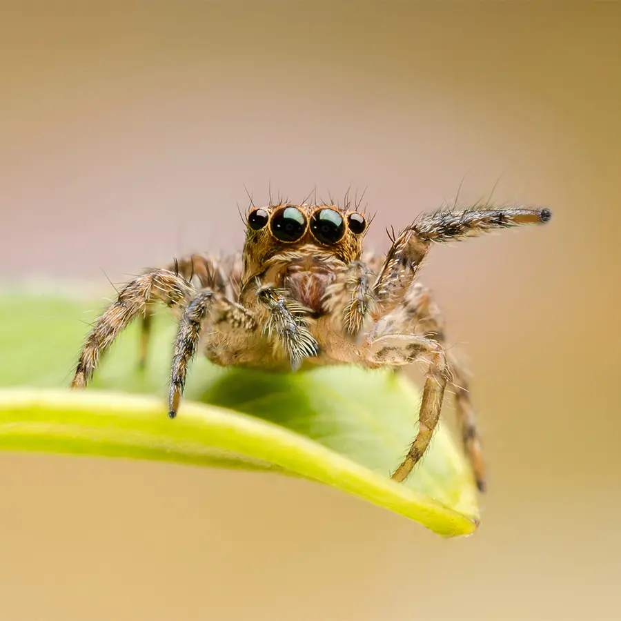 picture of spider